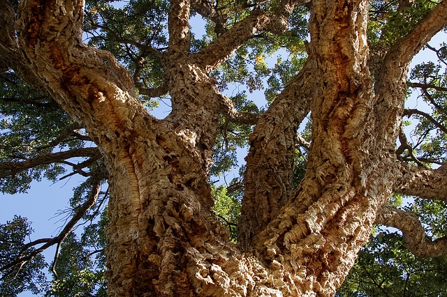 cork-oak-tree