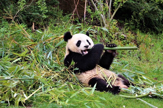 panda enjoying bamboo for lunch